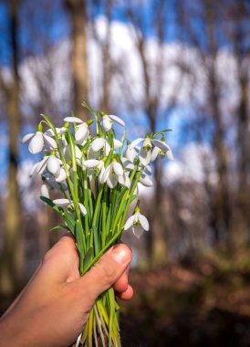 Female hand holding small snowdrop flower bouquet
