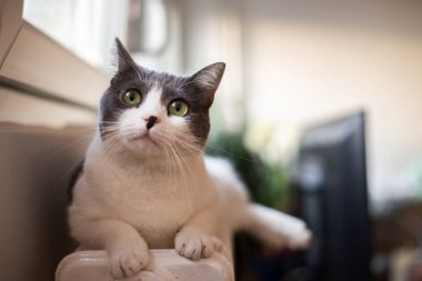 İçeride sıcak bir radyatörün üzerinde oturan kedinin kafasının yakın çekimi. Komik, şaşırmış yüz ifadesi. 