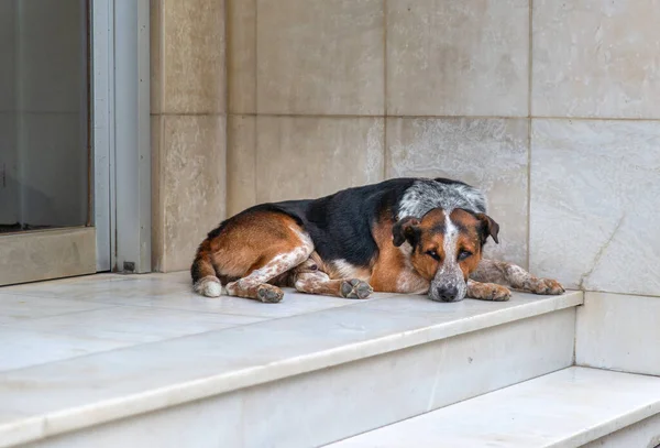 Big, old homeless street dog lying on a doorway and looking at camera with sad eyes.