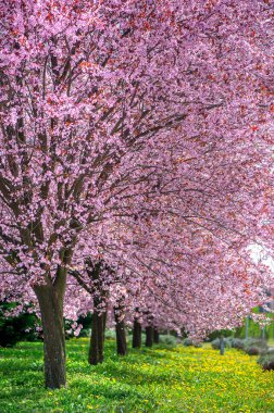 Yeşil çimenli muhteşem pembe kiraz ağaçları sokağı. Nisan ve Mart aylarında bahar mevsimi. 