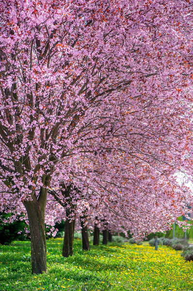 Gorgeous huge pink cherry blossom trees alley with green grass. Spring season in April and March. 