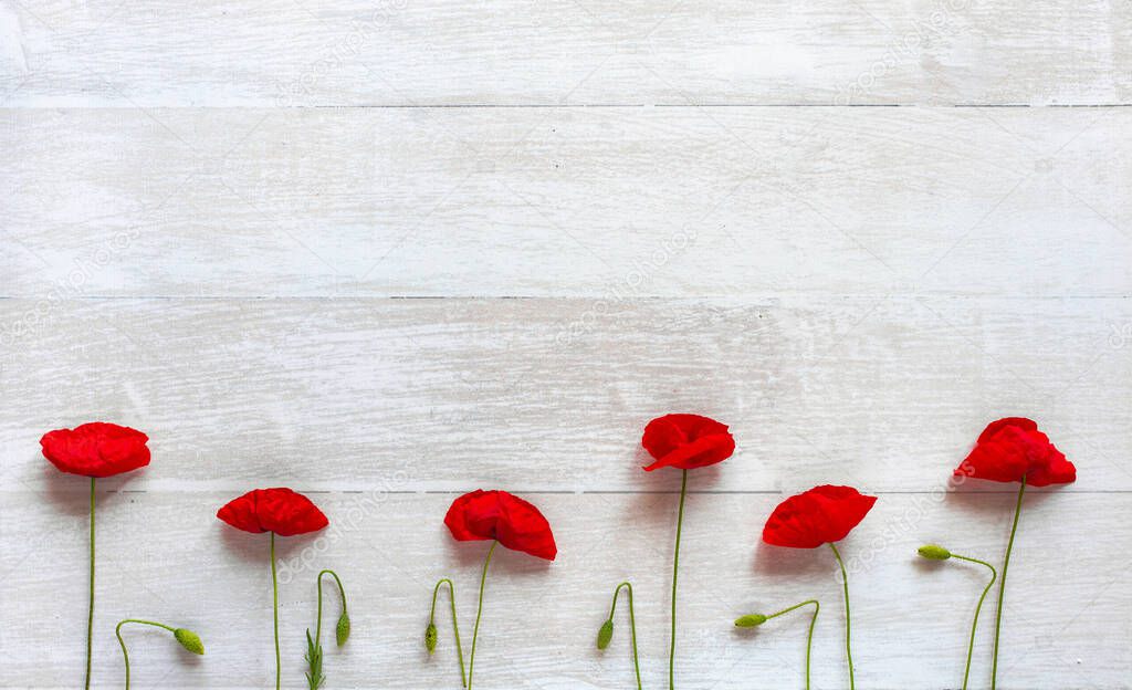 Red poppies on white wooden table, flat lay background. Spring season greeting card. 