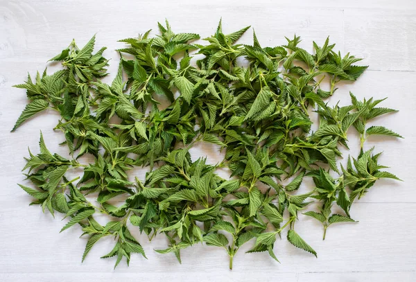 Freshly harvested young stinging nettle tips for healthy tea or soup, drying on the table. Spring greenery, detox and immunity building plants. — Stock Image Freshly Harvested Young Stinging Nettle Tips Healthy Tea Soup Drying Royalty Free Stock Images