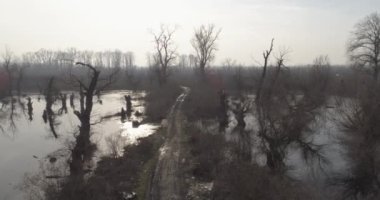 Ölü bataklık kış kar yok 05. Kış aylarında Ölü bataklık dron görüntüleri. İki çıplak doğru uçan ağaçlar, yapraksız dallı. Kıyamet. Neredeyse tek renkli.
