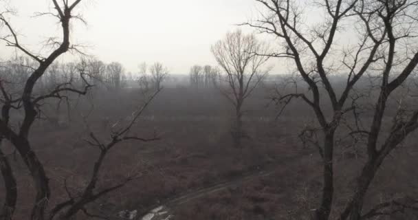 Dead Swamp Winter Snow 05A Drone Footage Dead Swamp Winter — Stock Video