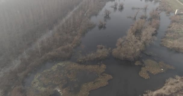 Marais morts Hiver pas de neige 11. Des images de drones de marais morts, en hiver. Eau marécageuse, ramifiée nue, arbres sans feuilles, sans vie. Apocalyptique . 