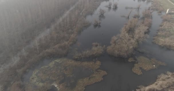 死者の沼冬雪 のないです 冬の間に死んだ沼の映像をドローンします 沼の水 裸の分岐 葉のない木 活気がないです 終末論的です — ストック動画