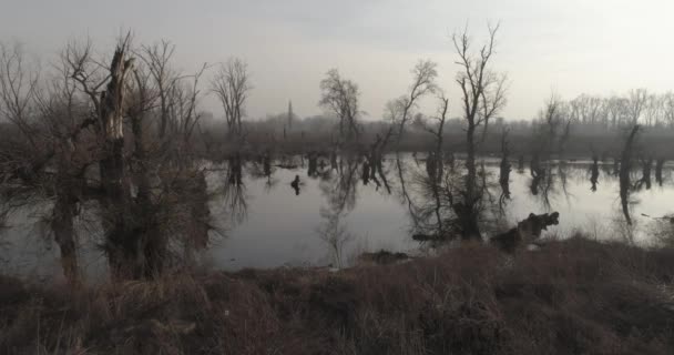 Pantano Muerto Invierno Sin Nieve Sobrevolar Agua Pantano Muerto Tocones — Vídeos de Stock