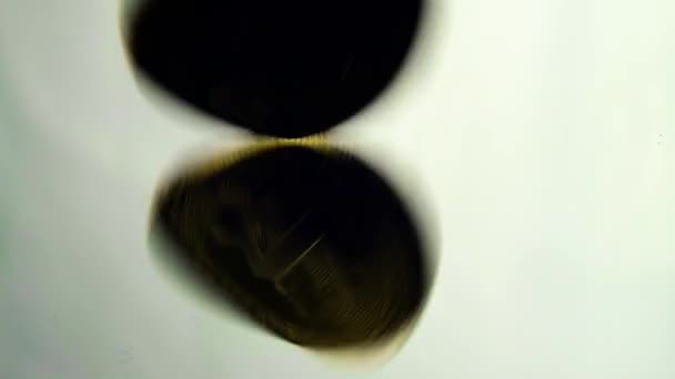 Z-cash pièces d'or tourne sur une surface de miroir blanc 02 — Video