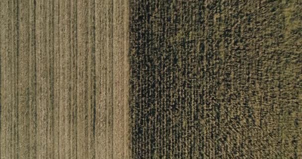 Połączyć kombajn wraca ze zbioru kukurydzy anteny dron strzał rolnictwa 01 — Wideo stockowe