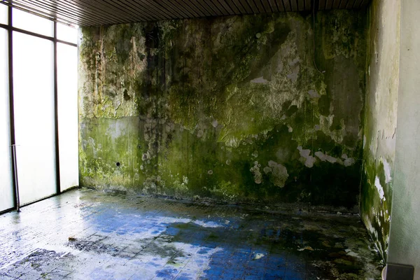 Mossy Mouldy Wall Blue Tiled Floor Big Windows Needs Reconstruction Royalty Free Stock Images