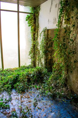 Yosun duvarında büyüyen zehirli sarmaşık. Büyük pencereler. Mavi fayanslar. İç oda, bakıma ihtiyacı var. Doğa terk edilmiş binaları, evleri ele geçiriyor..