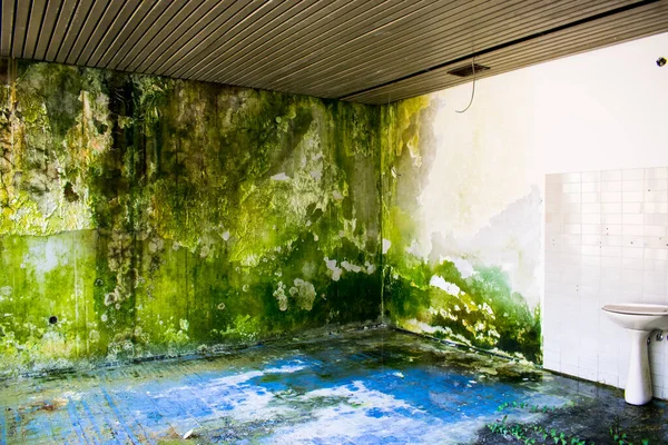 Moss grows on an interior wall. Humid. Some poison ivy on the floor. Toilet sink, white and blue tiles. Nature takes over abandoned buildings, houses.