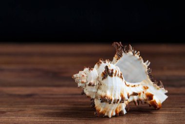 Deniz kabuğu koyu arka plan üzerinde