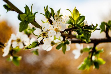 hafif bir arka plan üzerinde çiçek açan bahar dalı yakın çekim