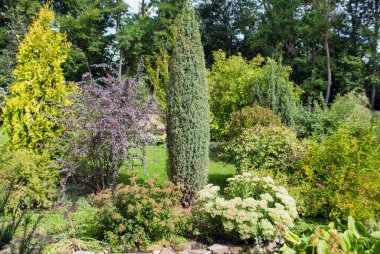Ornamental shrubs in the yard in summer.