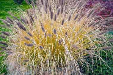 Ornamental grass in the yard in summer
