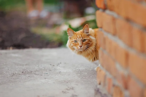 Streunende rote Katze — Stockfoto