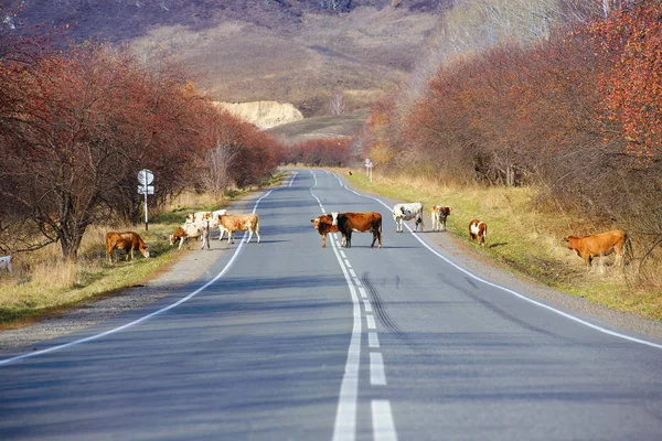 The cow crosses the road