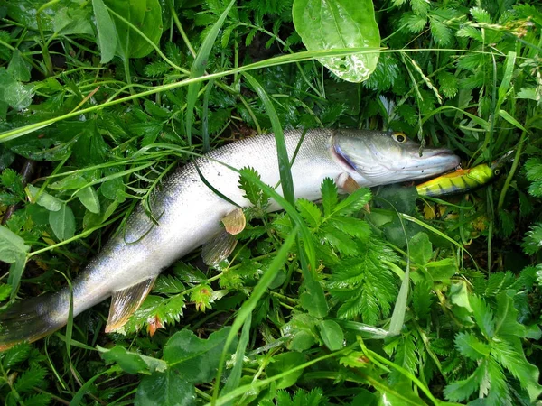 Caught in the fishing pike in the grass — Stock Photo, Image