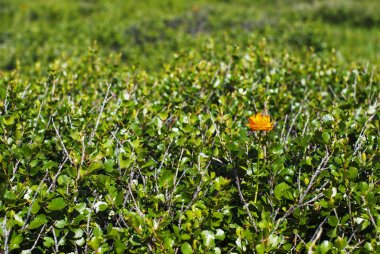 Turuncu cüce ağaç çiçek