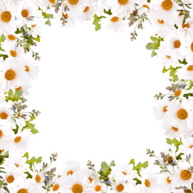 Beyaz papatya ile çerçeve