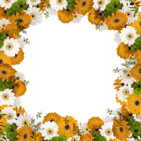 Frame with orange daisies and butterflies — Stock fotografie