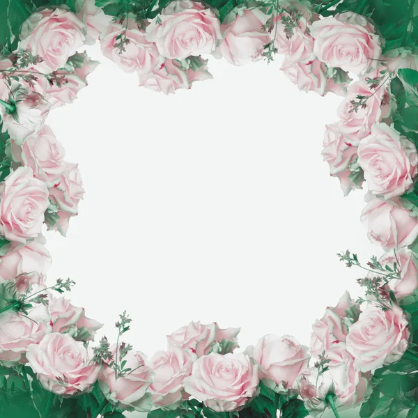 Beautiful pink roses frame — Stock fotografie