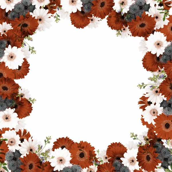 Beautiful daisies frame — Stock Photo, Image