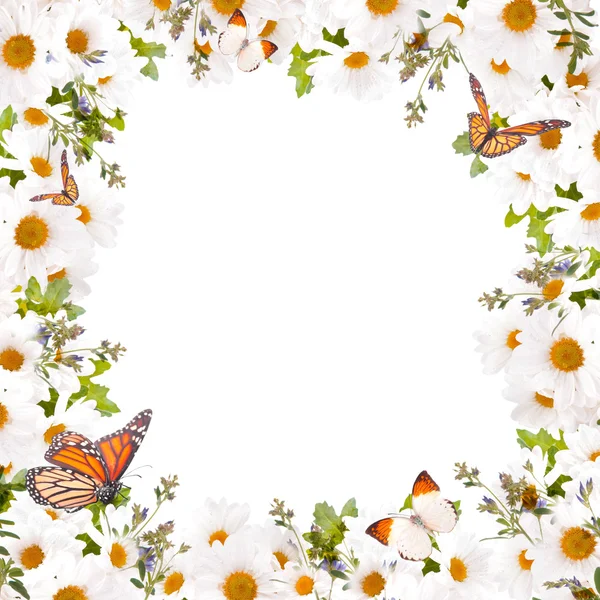 Frame with white daisies and butterflies — Stockfoto