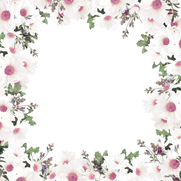 Frame with white daisies — Stockfoto
