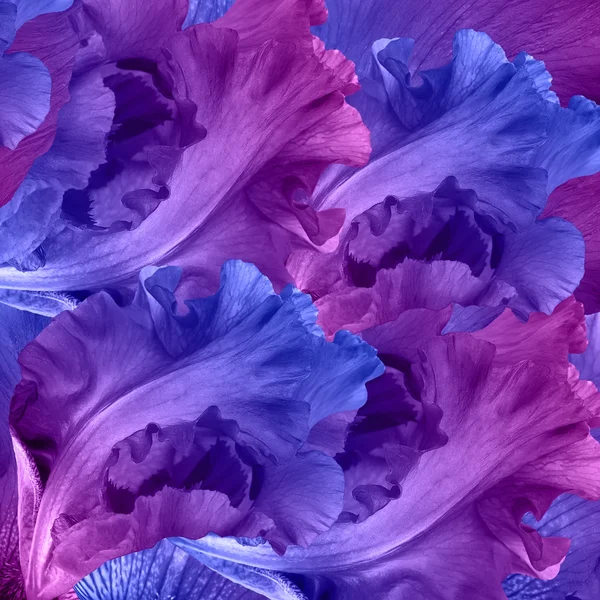 Fata incredibile di fiori — Foto Stock