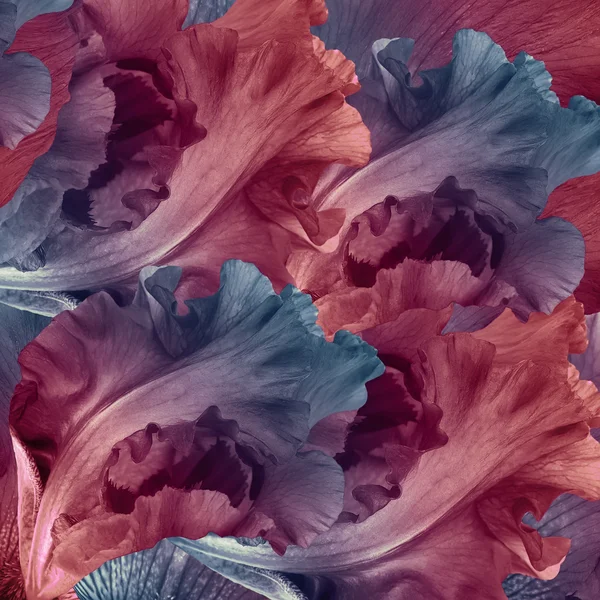 Geweldige sprookje van bloemen — Stockfoto