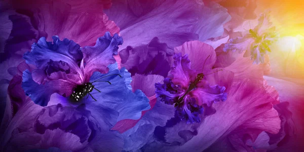 Niesamowite wróżka motyl kwiaty — Zdjęcie stockowe