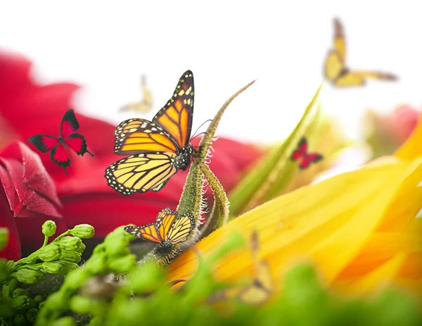 Fundo incrível com margaridas e girassóis — Fotografia de Stock