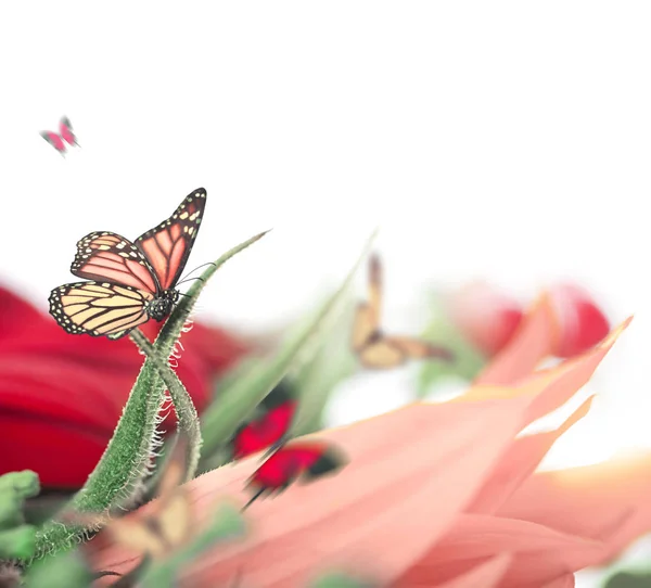 Fondo increíble con margaritas y girasoles —  Fotos de Stock