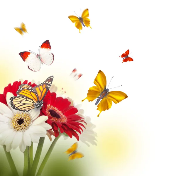 Цветочная открытка с маргаритками и бабочками — стоковое фото