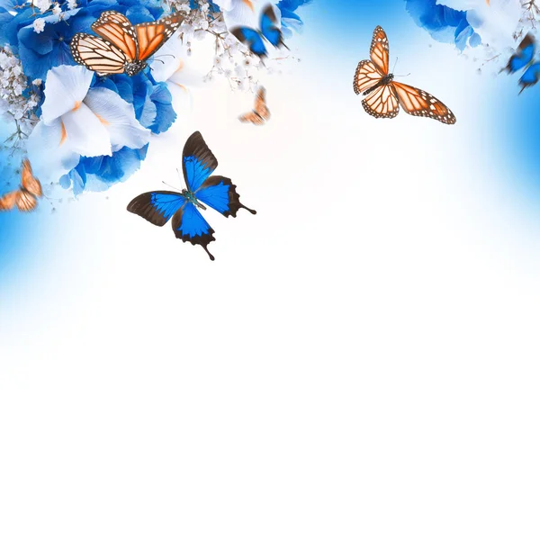 Inanılmaz çiçek kartı ortancaları ve kelebekler — Stok fotoğraf