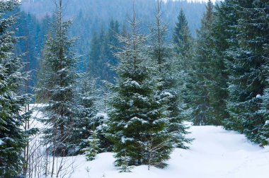 Karla kaplı ladin ağaçları.