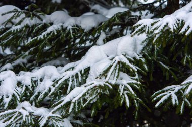 karla kaplı çam ağacı