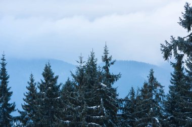 Karla kaplı ladin ağaçları.