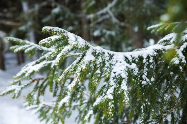 karla kaplı çam ağacı