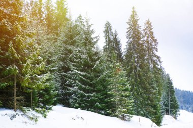 Ladin ve çam ağaçları karla kaplı