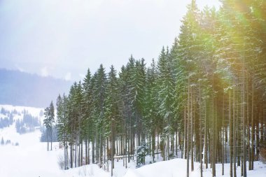 karla kaplı çam ağaçları 