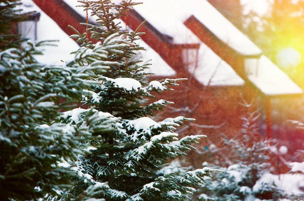 雪をかぶったモミの木に囲まれた家 — ストック写真