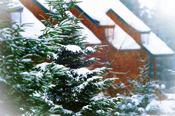 雪をかぶったモミの木に囲まれた家 — ストック写真