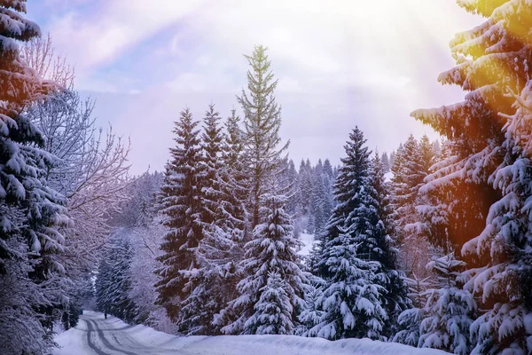 Épinettes couvertes de neige — Photo