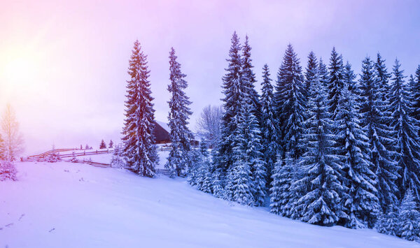 Spruce trees covered in snow