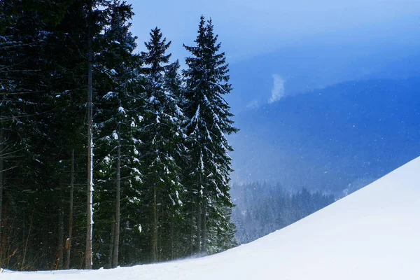 Ели и сосны, покрытые снегом — стоковое фото