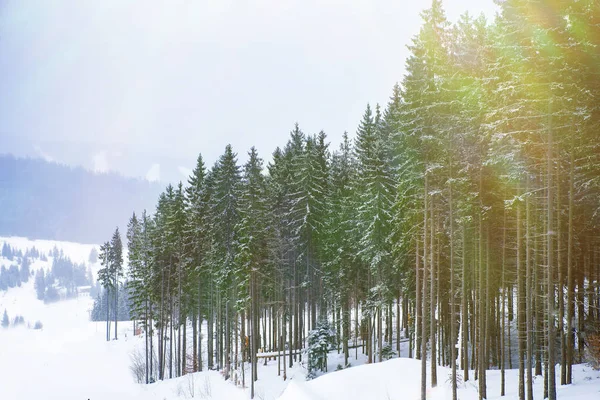 karla kaplı çam ağaçları 